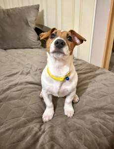 Цуценя Джек рассел терʼєр! Дівчинка!