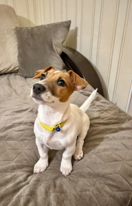 Цуценя Джек рассел терʼєр! Дівчинка!