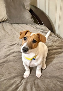 Цуценя Джек рассел терʼєр! Дівчинка!