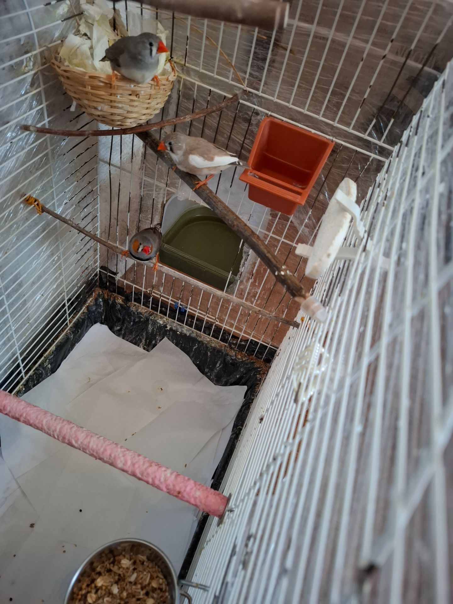 Амадини з кліткою все разом