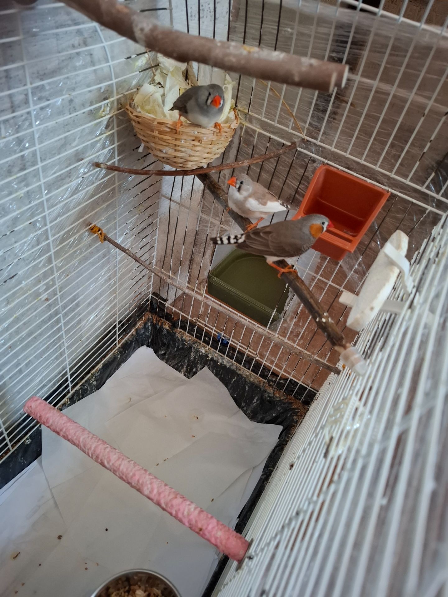 Амадини з кліткою все разом