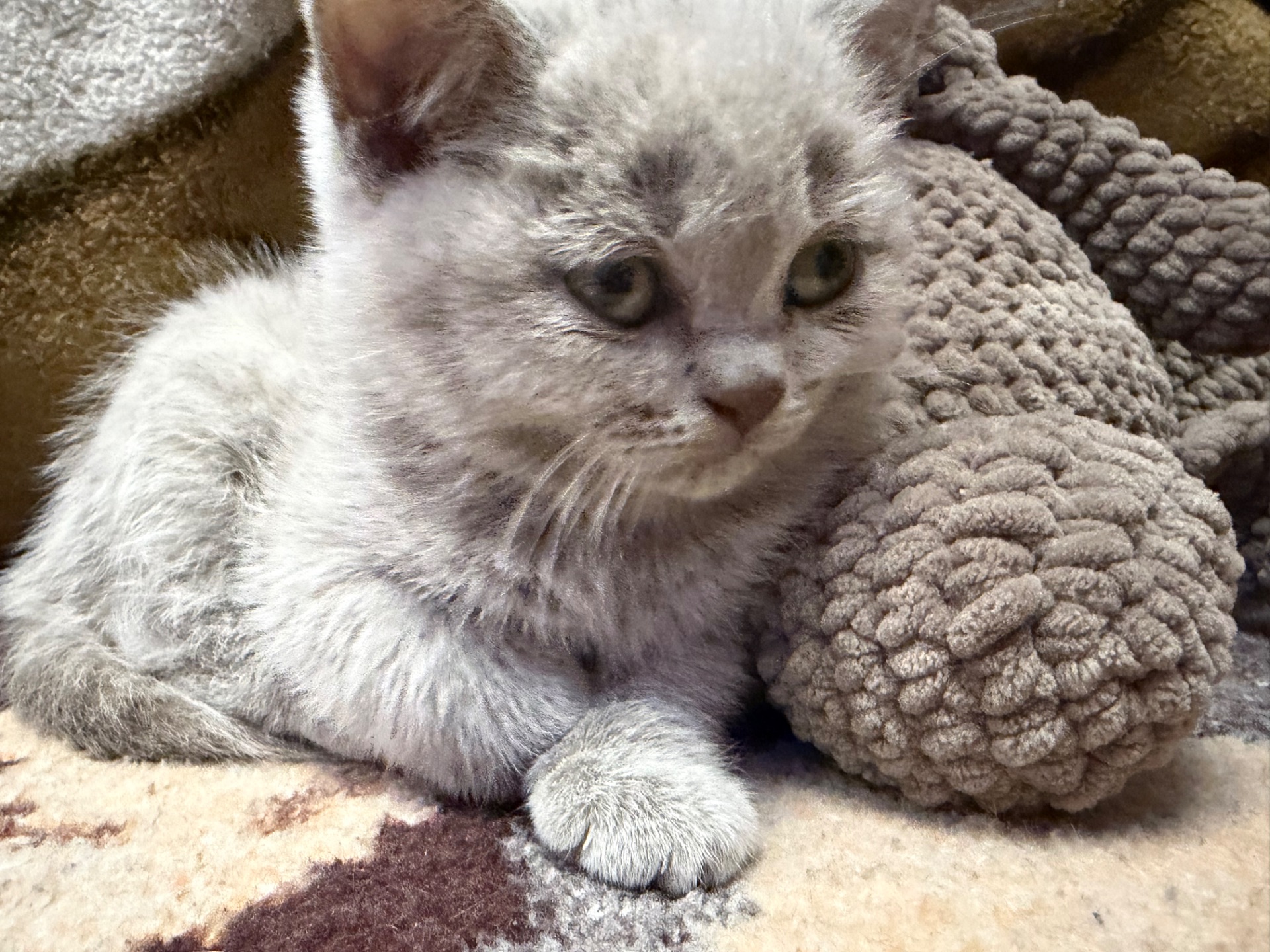 Кошеня прямовухе