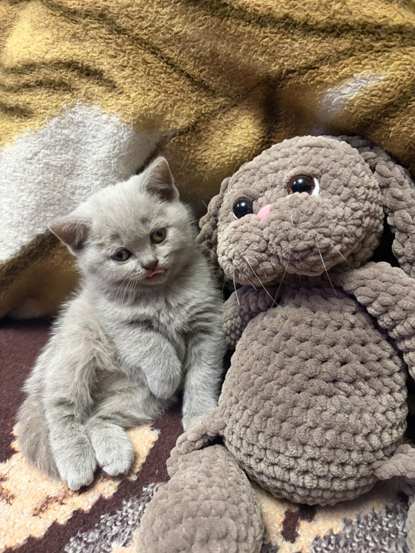 Кошеня прямовухе