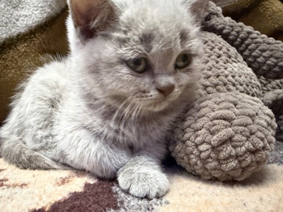 Кошенята прямовухі