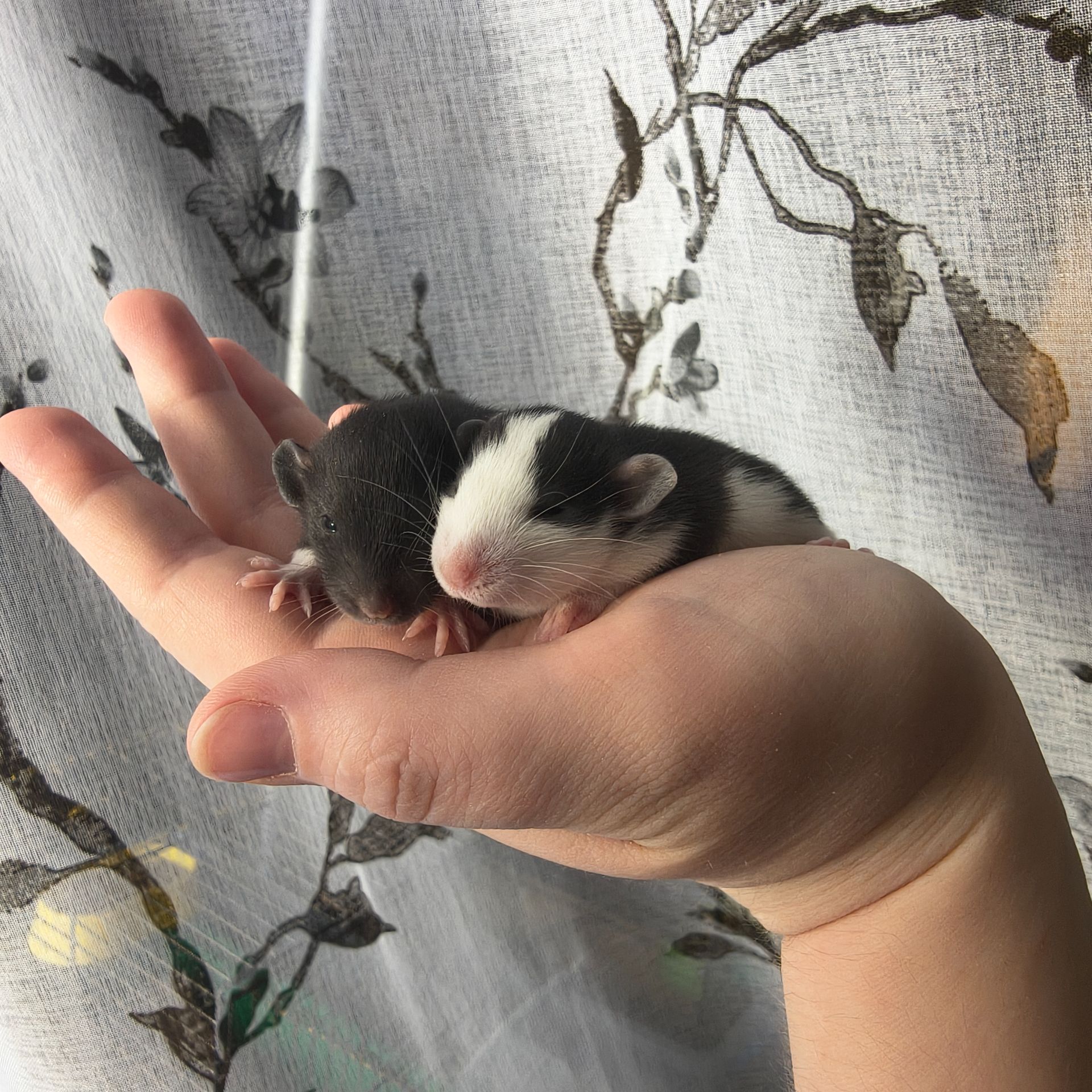 Чорно-білі дівчата пацючки дамбо