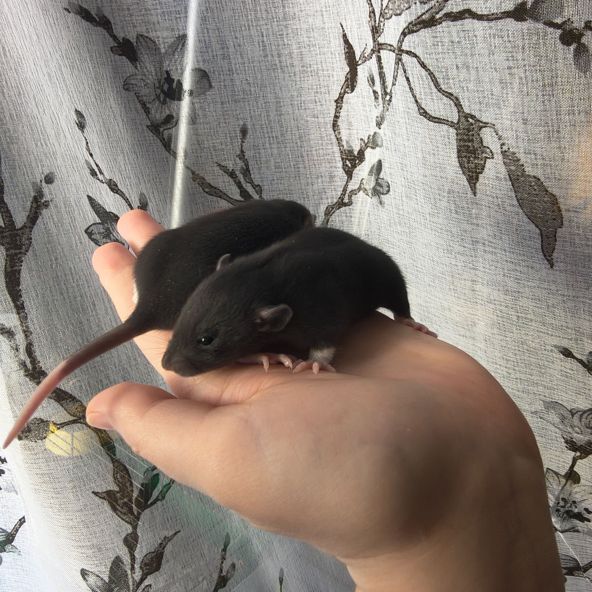 Чорно-білі дівчата пацючки дамбо