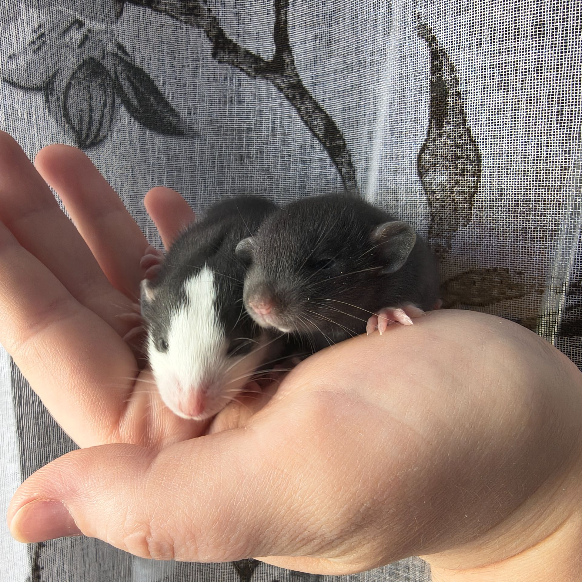 Чорно-білі дівчата пацючки дамбо