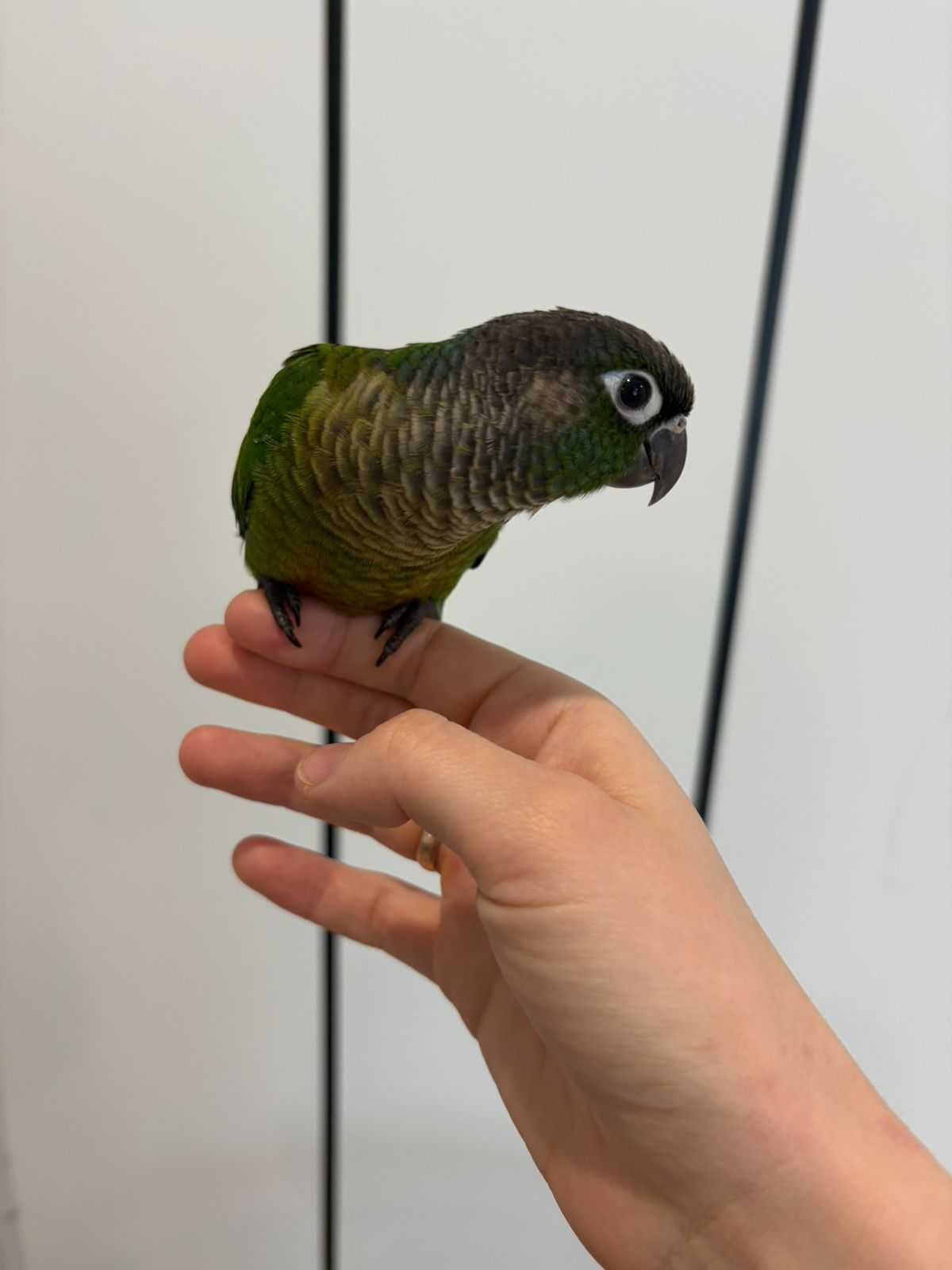 Продам молодь піррури моліне