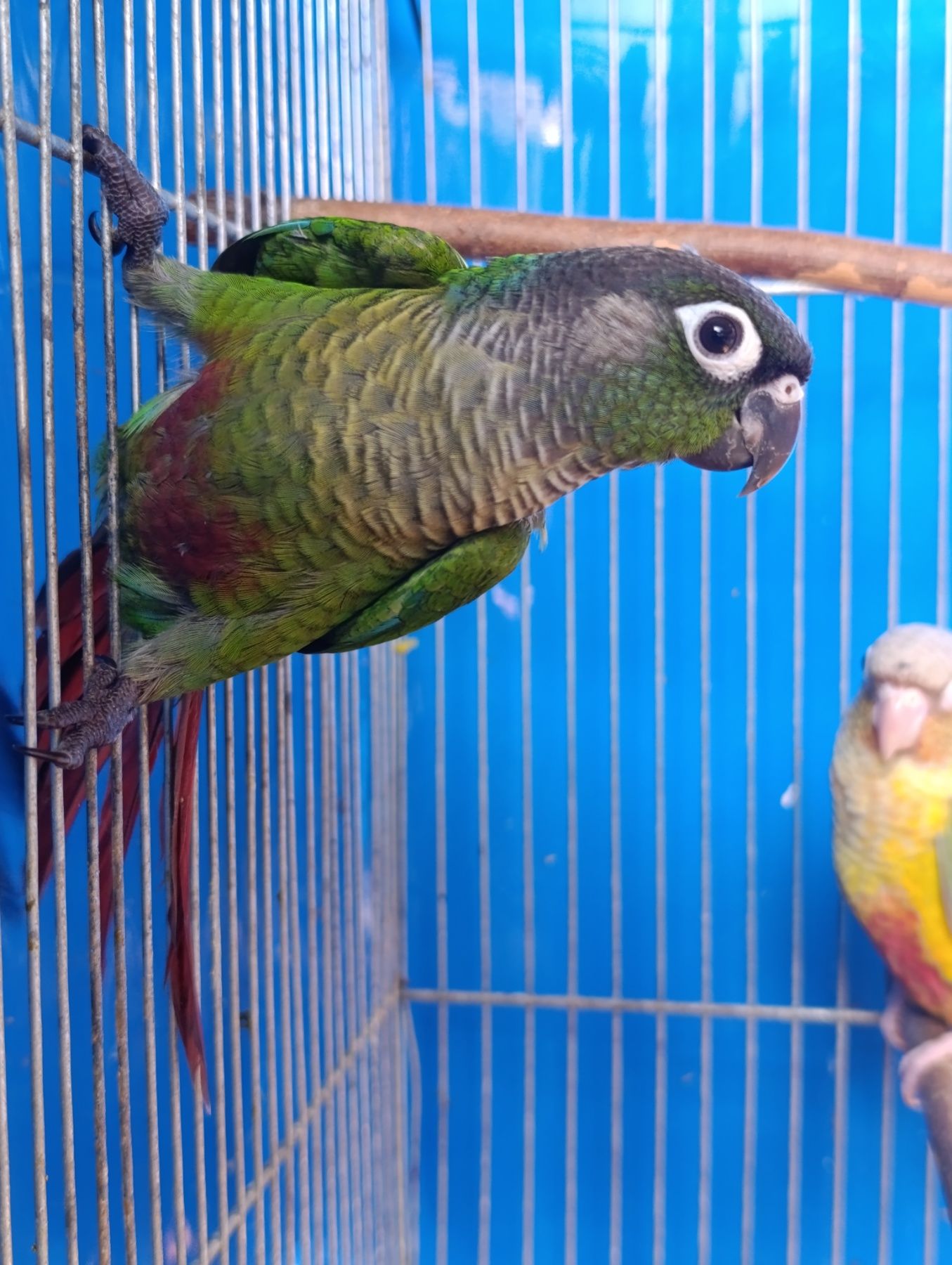 Продам молодь піррури моліне