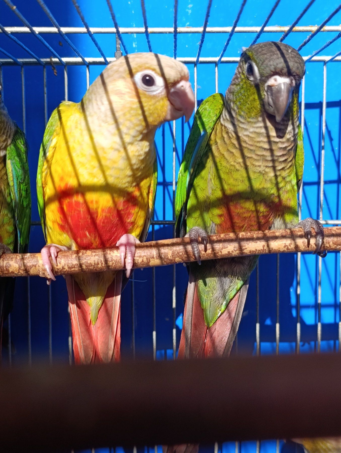 Продам молодь піррури моліне