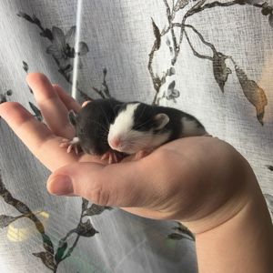 Чорно-білі дівчата пацючки дамбо