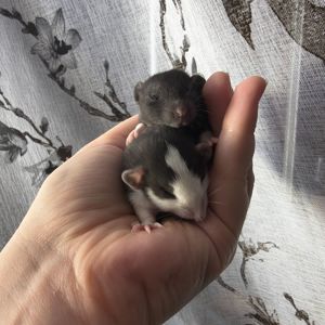 Чорно-білі дівчата пацючки дамбо