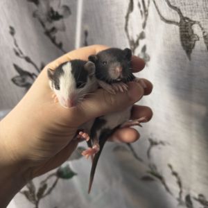 Чорно-білі дівчата пацючки дамбо