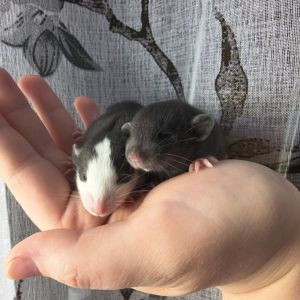 Чорно-білі дівчата пацючки дамбо