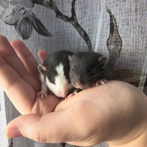 Чорно-білі дівчата пацючки дамбо