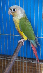 Продам молодь піррури моліне