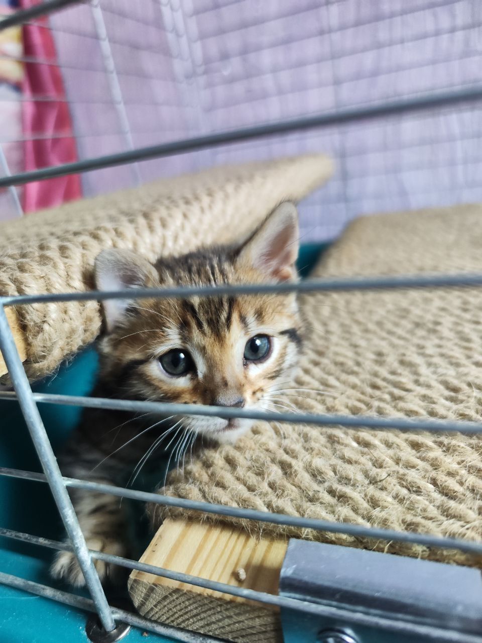 Бенгальські кошенята