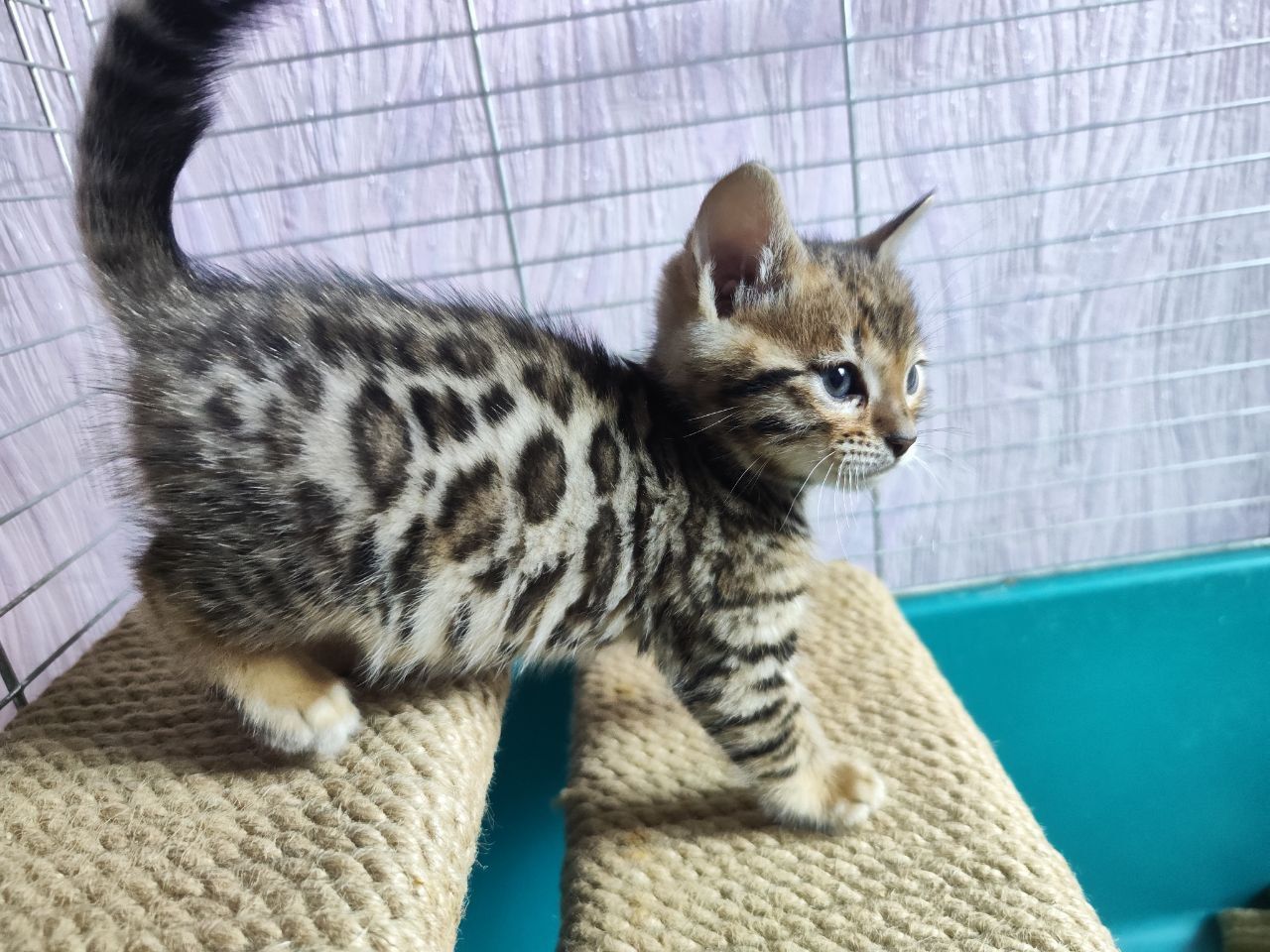 Бенгальські кошенята