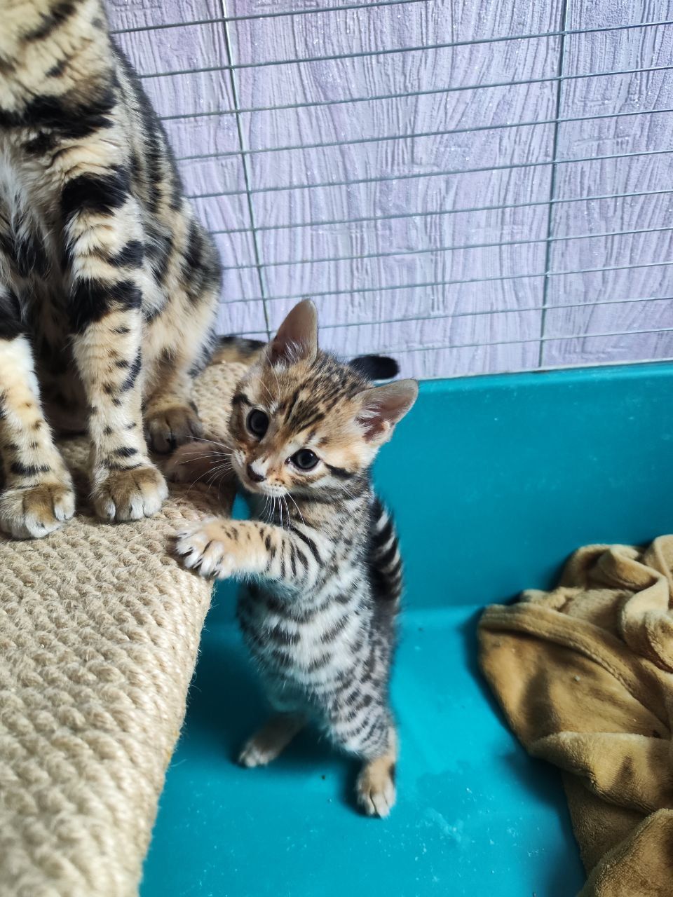 Бенгальські кошенята