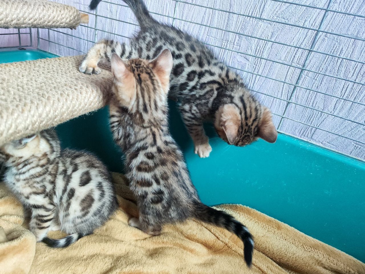 Бенгальські кошенята