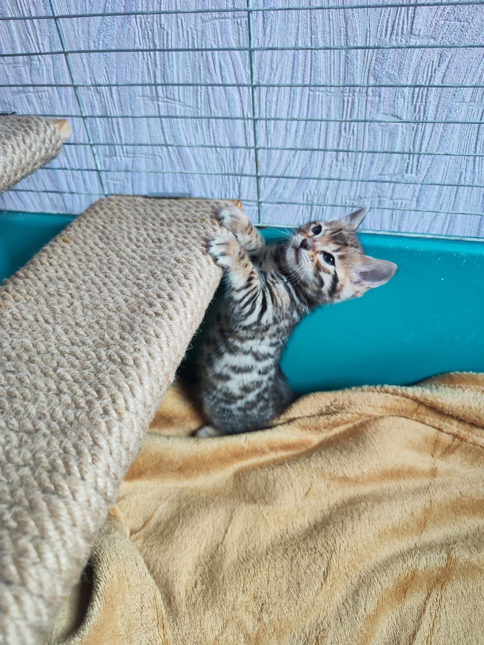 Бенгальські кошенята