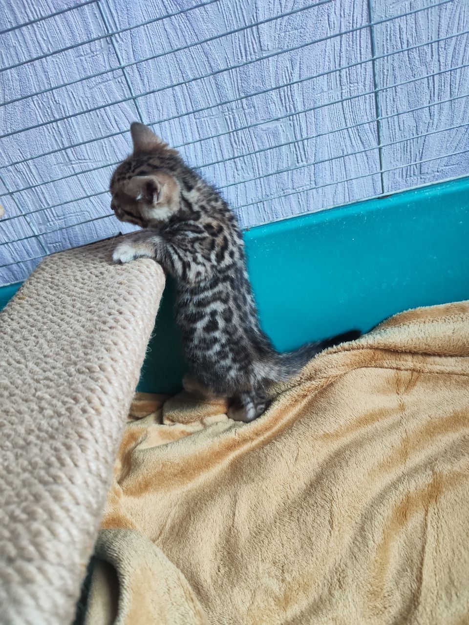 Бенгальські кошенята