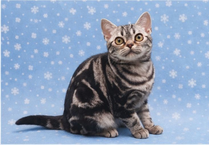 Американська короткошерстна. Хлопчик ДЕН