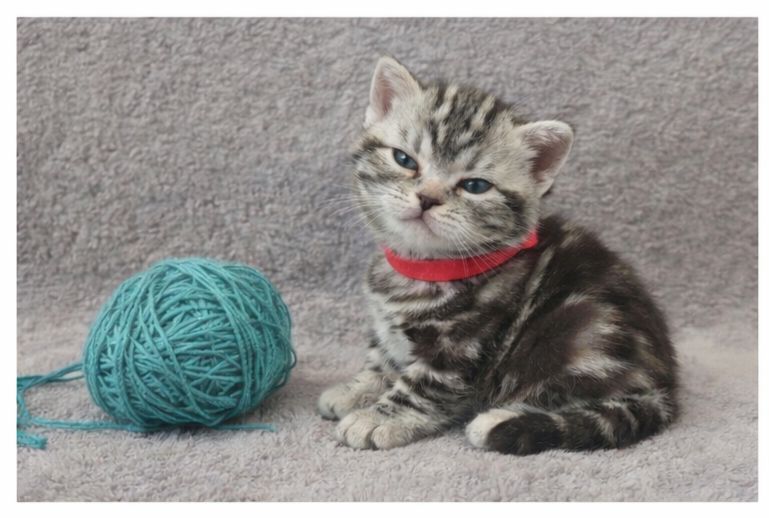 Американська короткошерста. Дівчата. Раннє бронювання