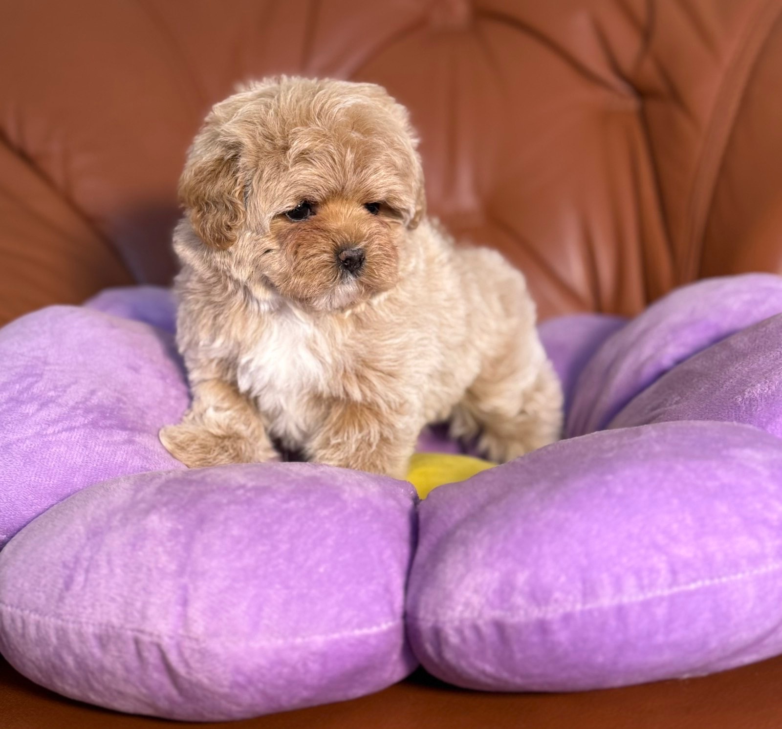 Цуценя мальтипу дівчинка