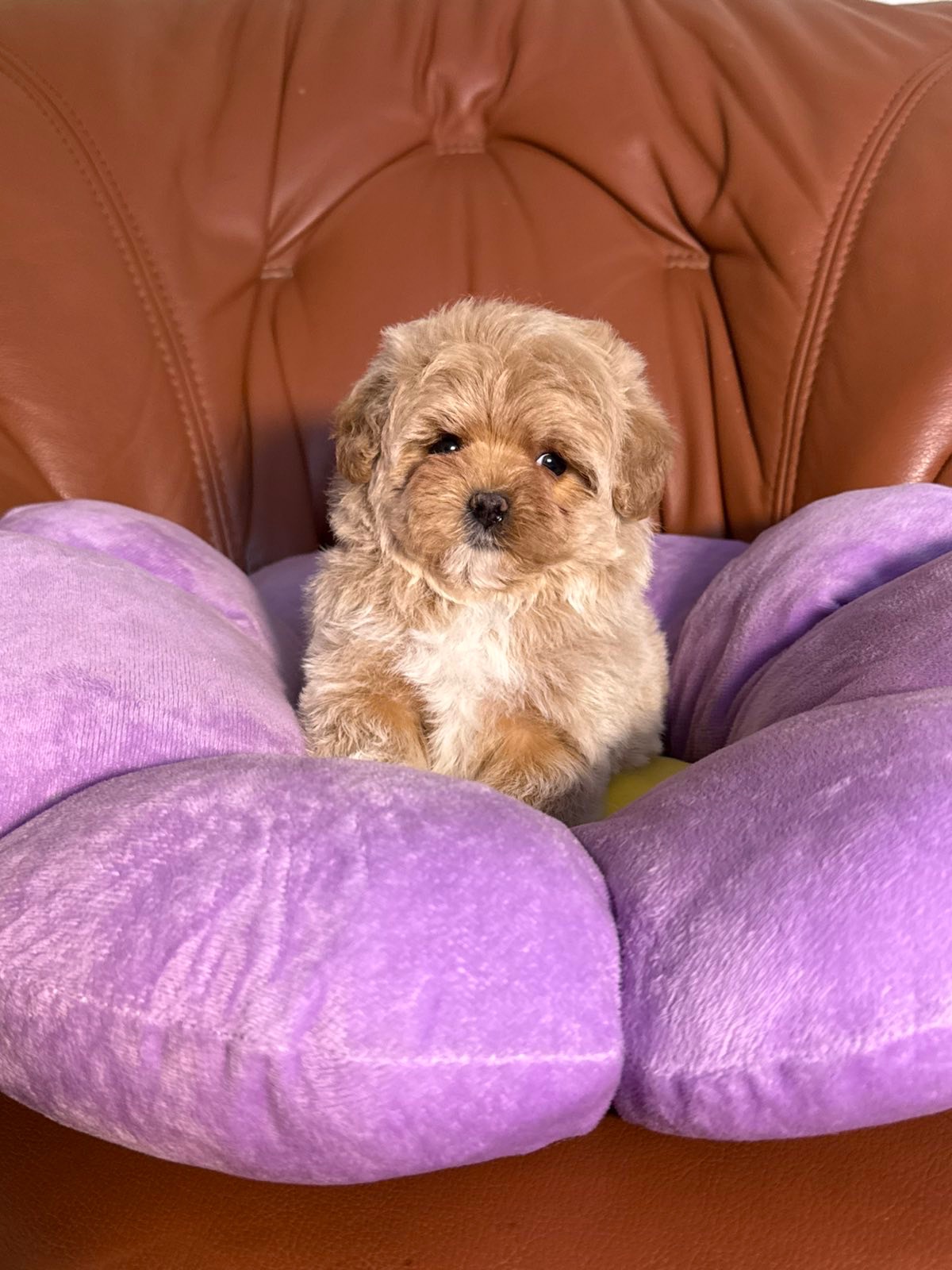 Цуценя мальтипу дівчинка