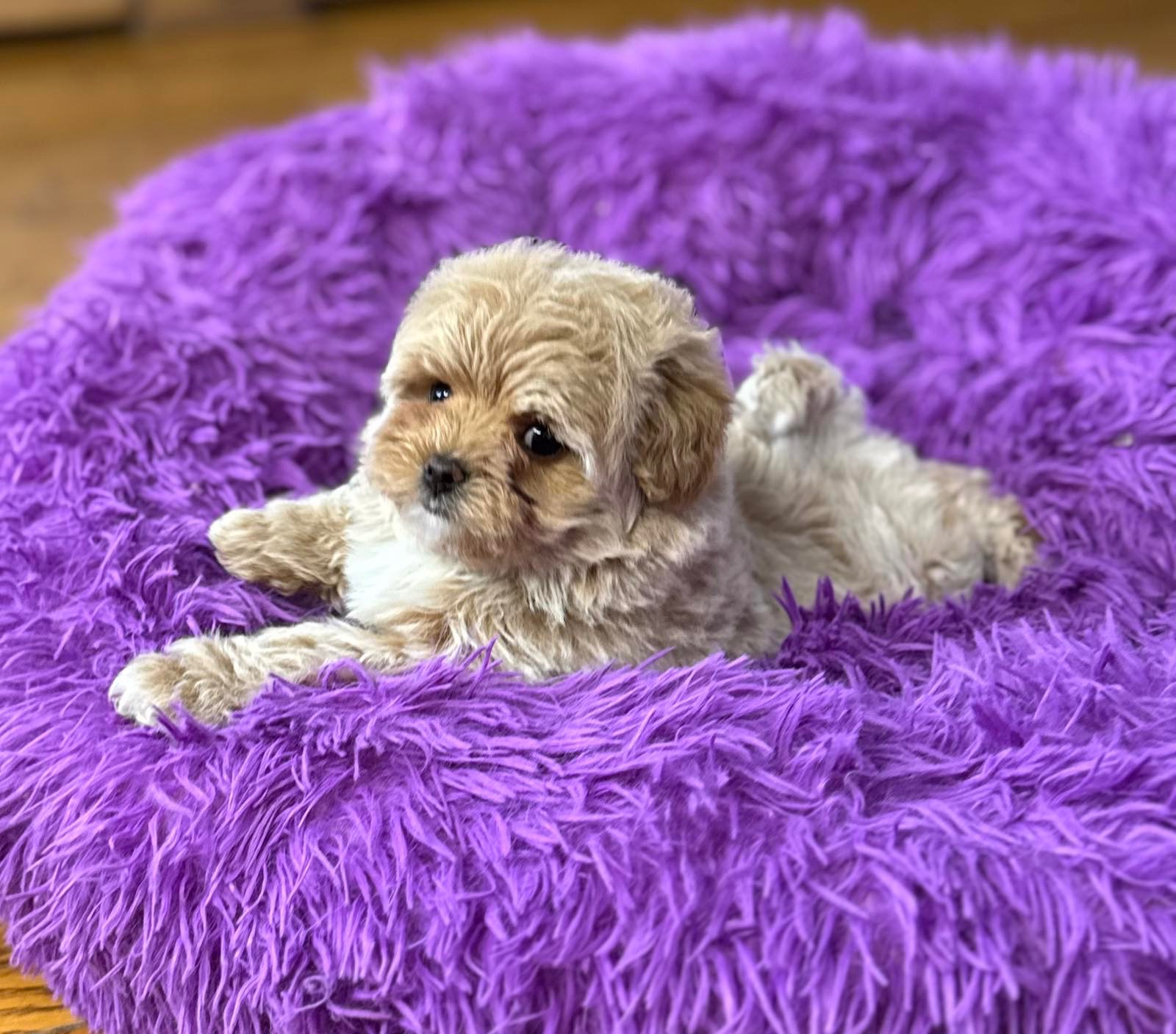 Цуценя мальтипу дівчинка