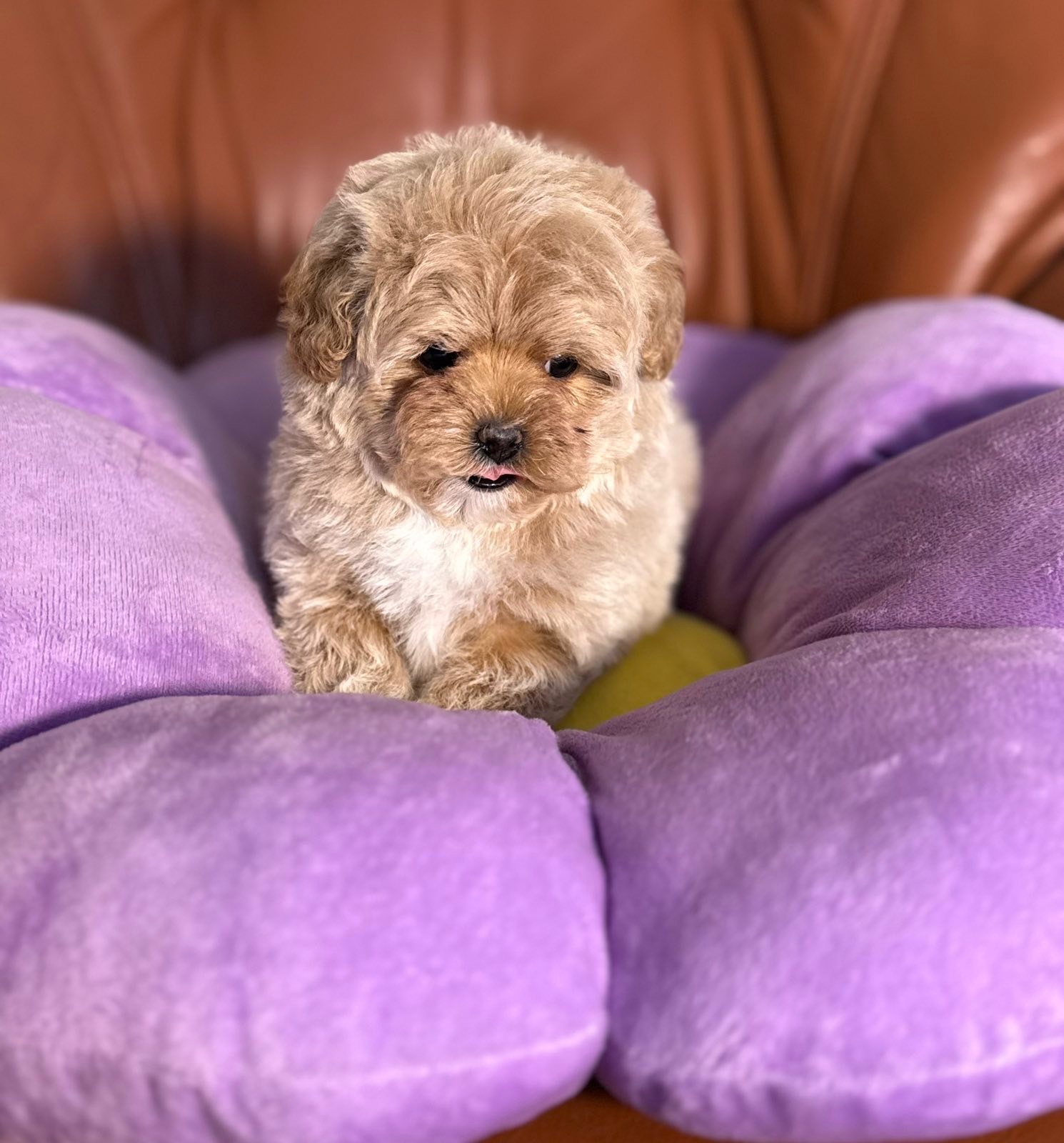 Цуценя мальтипу дівчинка