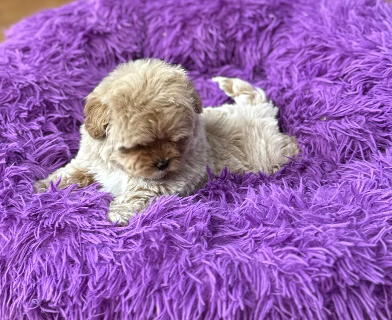 Цуценя мальтипу дівчинка