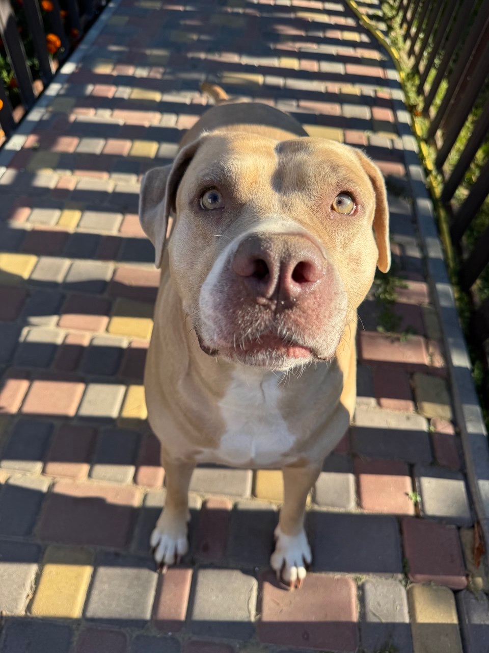 Пітбуль ред ноуз Джої