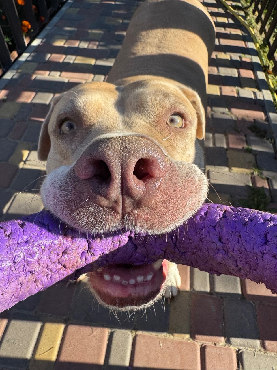 Пітбуль ред ноуз Джої