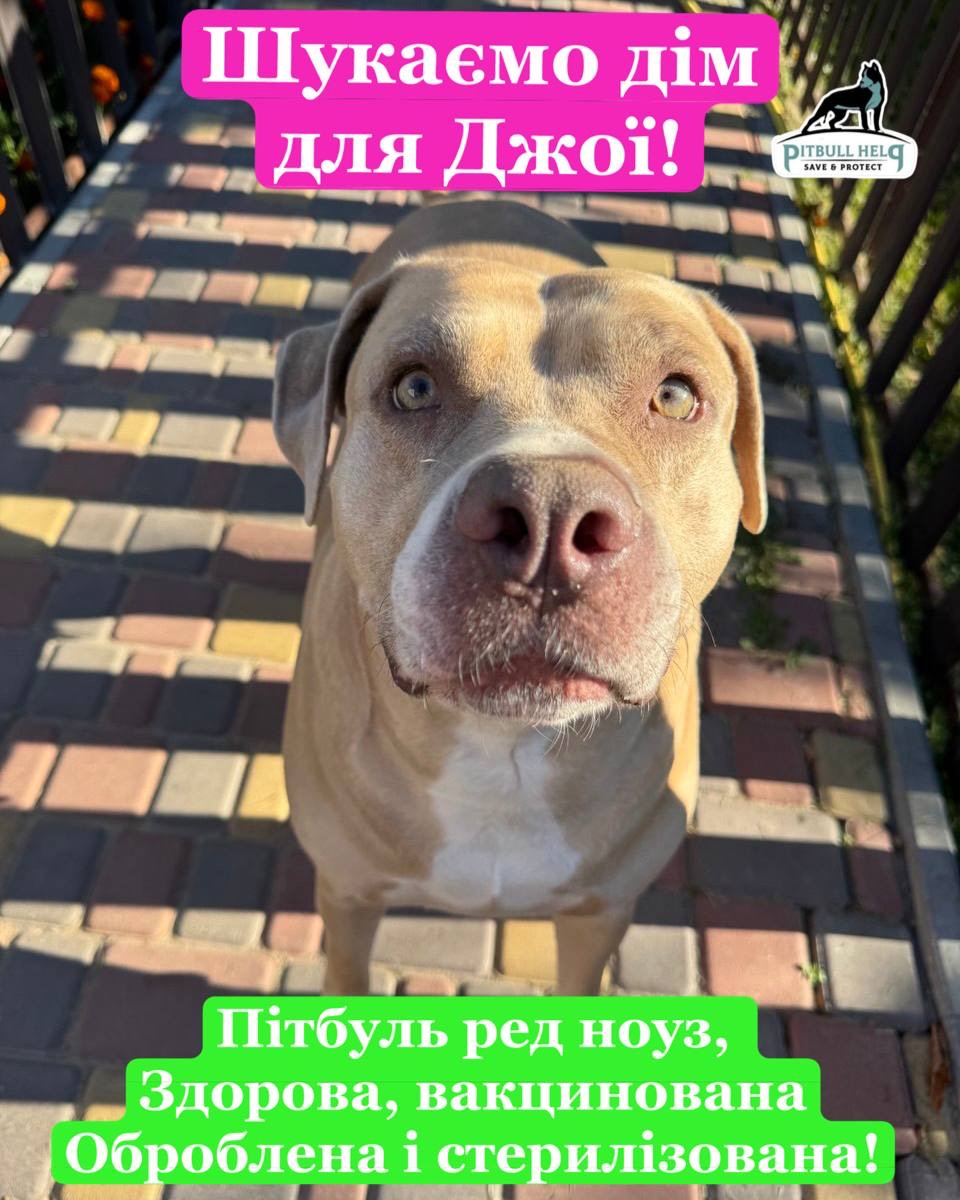 Пітбуль ред ноуз Джої