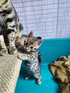 Бенгальські кошенята