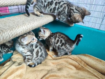 Бенгальські кошенята