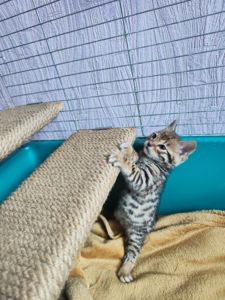 Бенгальські кошенята