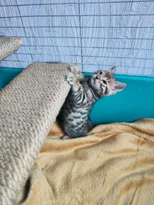 Бенгальські кошенята