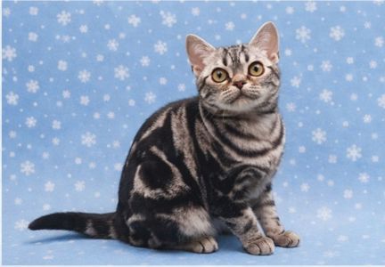 Американська короткошерстна. Хлопчик ДЕН