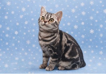 Американська короткошерстна. Хлопчик ДЕН