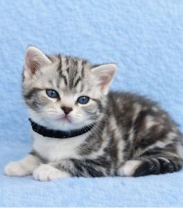 Американська короткошерста. Дівчата. Раннє бронювання