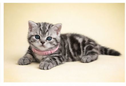 Американська короткошерста. Дівчата. Раннє бронювання