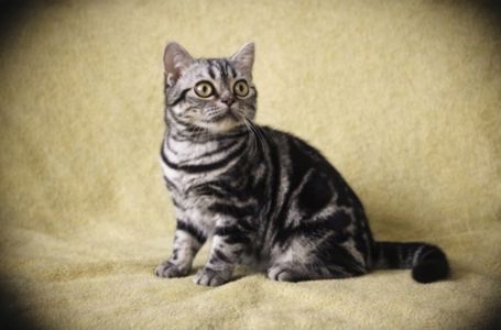 Американська короткошерстна. Хлопчик ДЕН