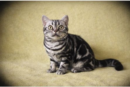 Американська короткошерстна. Хлопчик ДЕН