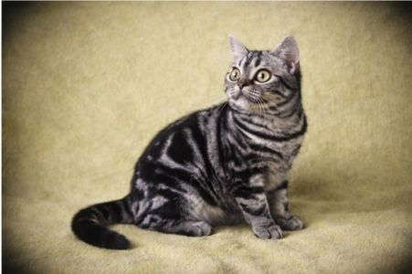 Американська короткошерстна. Хлопчик ДЕН