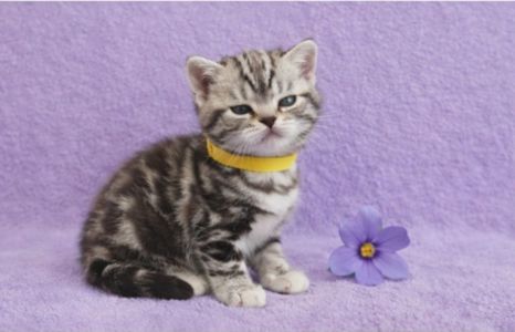 Американська короткошерста. Дівчата. Раннє бронювання