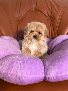 Цуценя мальтипу дівчинка