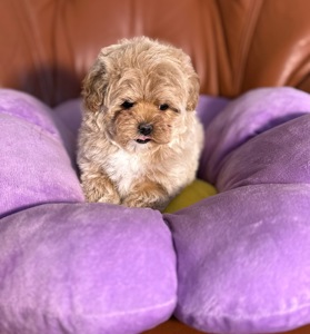 Цуценя мальтипу дівчинка